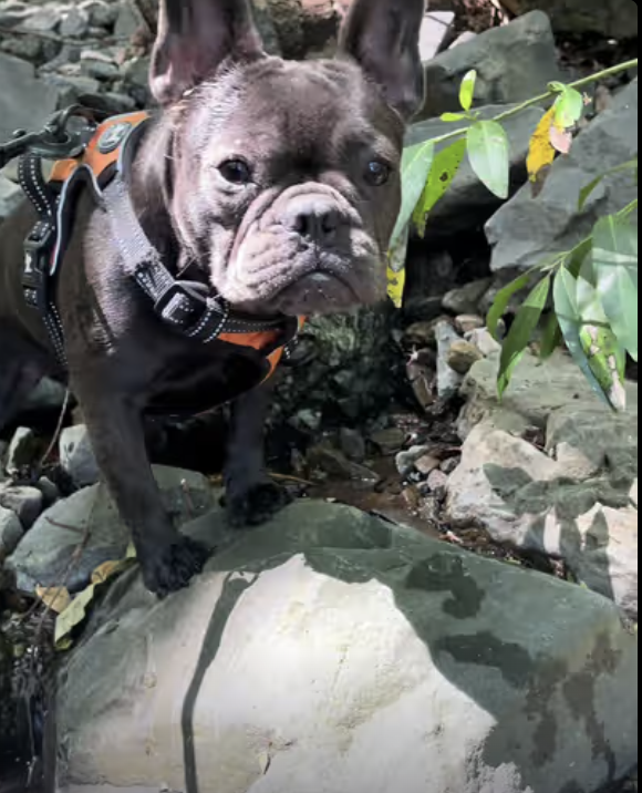 Frenchie Found Secret Spring !